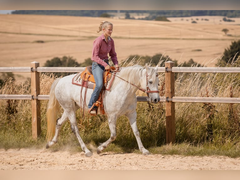 Connemara Mare 6 years 14,1 hh Gray in Geisig