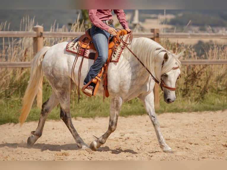 Connemara Mare 6 years 14,1 hh Gray in Geisig