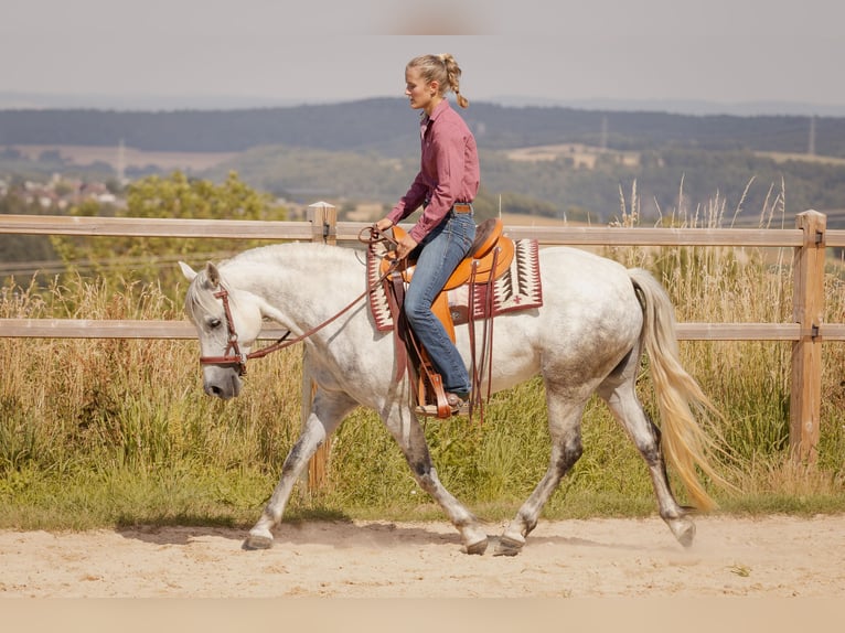 Connemara Mare 6 years 14,1 hh Gray in Geisig
