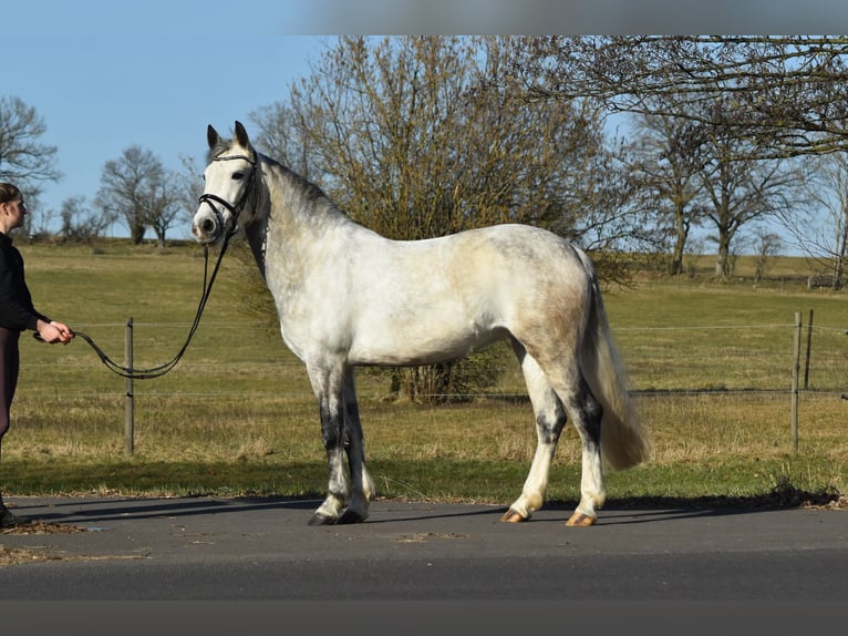 Connemara Mare 6 years 14,1 hh Grey-Dapple in Herbstein