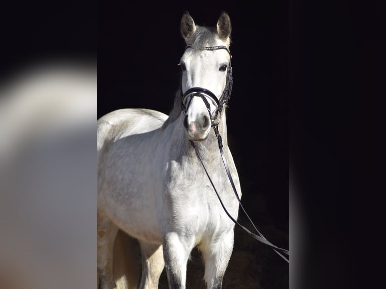 Connemara Mare 6 years 14,1 hh Grey-Dapple in Herbstein