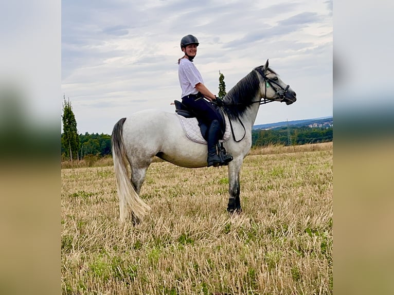 Connemara Mare 6 years 14,1 hh Grey-Dark-Tan in Lisberg