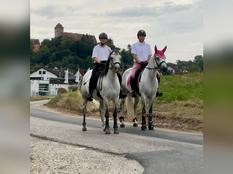 Connemara Mare 6 years 14,1 hh Grey-Dark-Tan in Lisberg