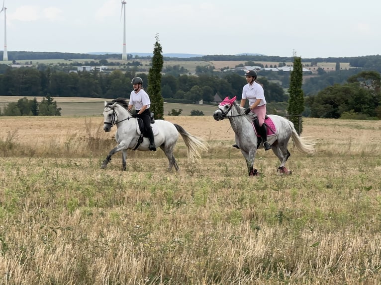 Connemara Mare 6 years 14,1 hh Grey-Dark-Tan in Lisberg