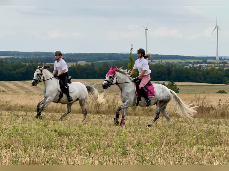 Connemara Mare 6 years 14,1 hh Grey-Dark-Tan in Lisberg