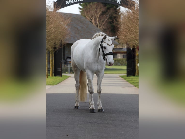 Connemara Mare 6 years 14,1 hh Grey in Heemskerk