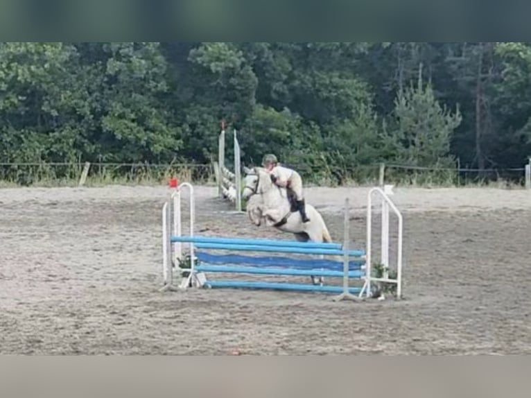 Connemara Mare 6 years 14,1 hh Grey in Villelaure