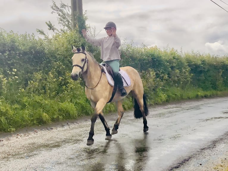 Connemara Mare 6 years 14,2 hh Dun in Mountrath