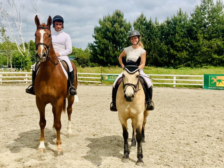 Connemara Mare 6 years 14,2 hh Dun in Mountrath