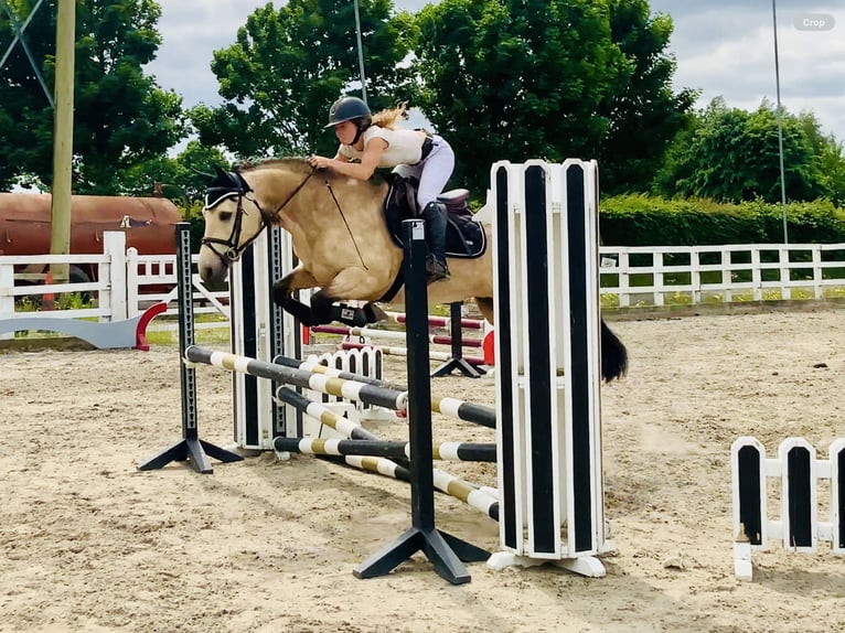 Connemara Mare 6 years 14,2 hh Dun in Mountrath
