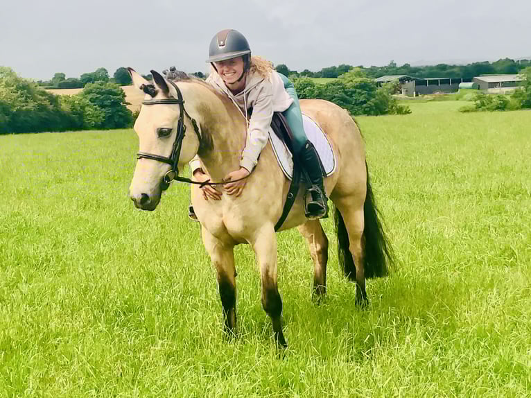 Connemara Mare 6 years 14,2 hh Dun in Mountrath