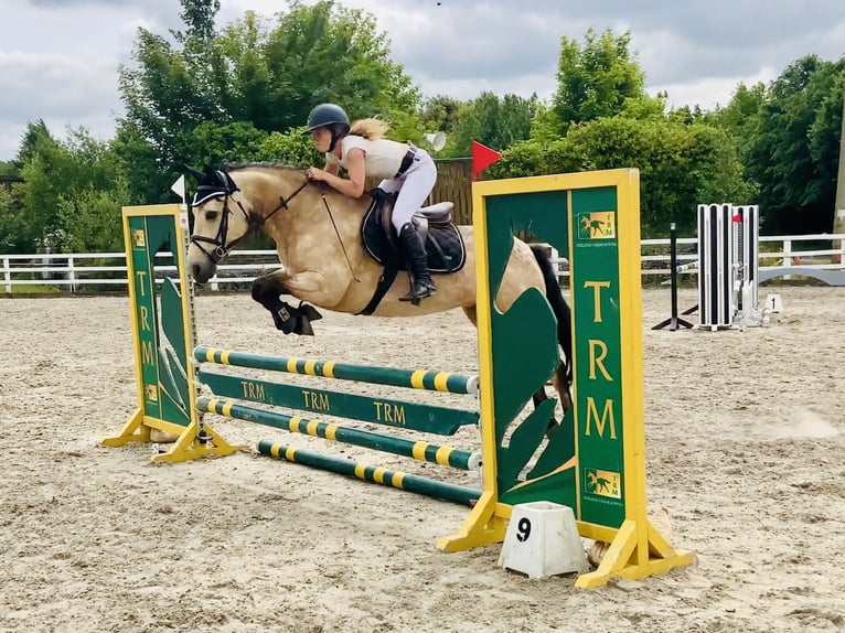 Connemara Mare 6 years 14,2 hh Dun in Mountrath