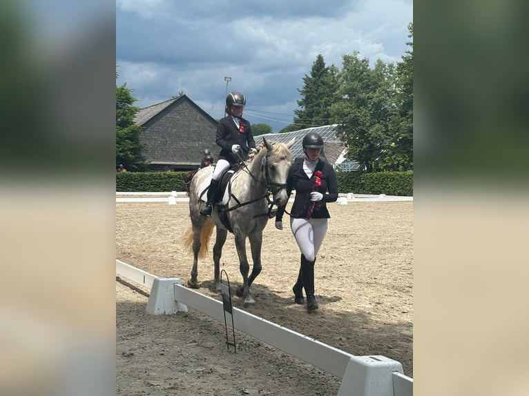 Connemara Mare 6 years 14,2 hh Gray in Hontheim
