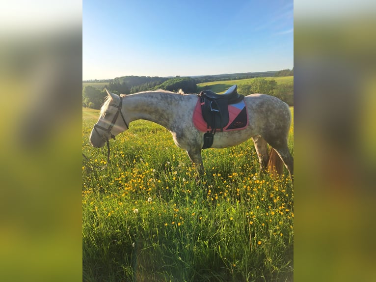 Connemara Mare 6 years 14,2 hh Gray in Hontheim