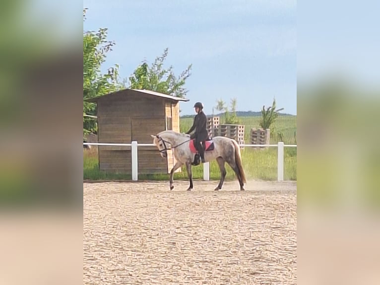 Connemara Mare 6 years 14,2 hh Gray in Hontheim