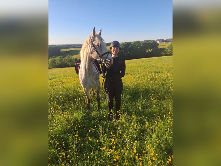 Connemara Mare 6 years 14,2 hh Gray in Hontheim