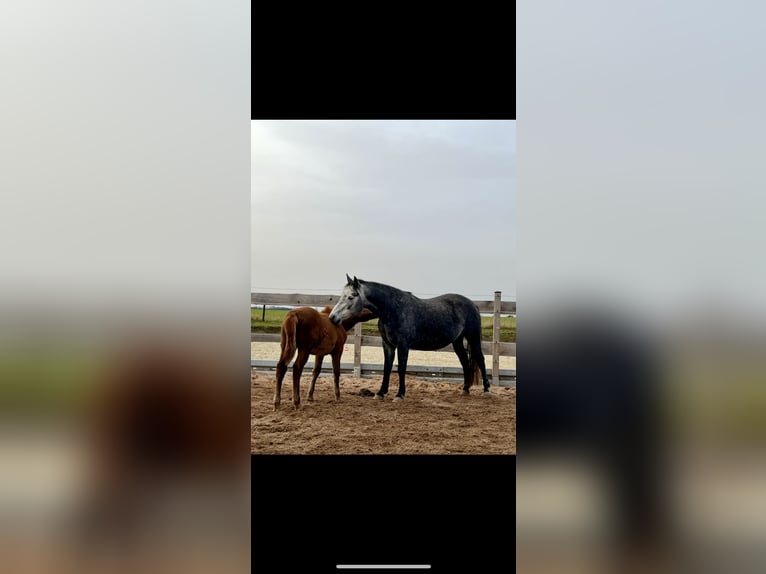 Connemara Mare 6 years 14,2 hh Grey in Münchberg