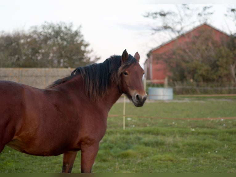 Connemara Mare 6 years 14,3 hh Brown in Hojer