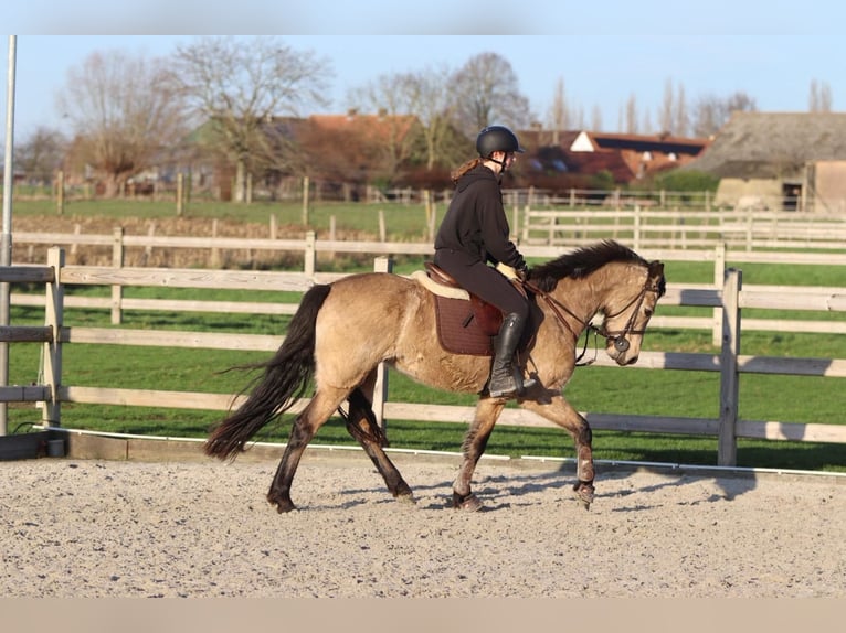 Connemara Mare 6 years 14,3 hh Dun in Bogaarden