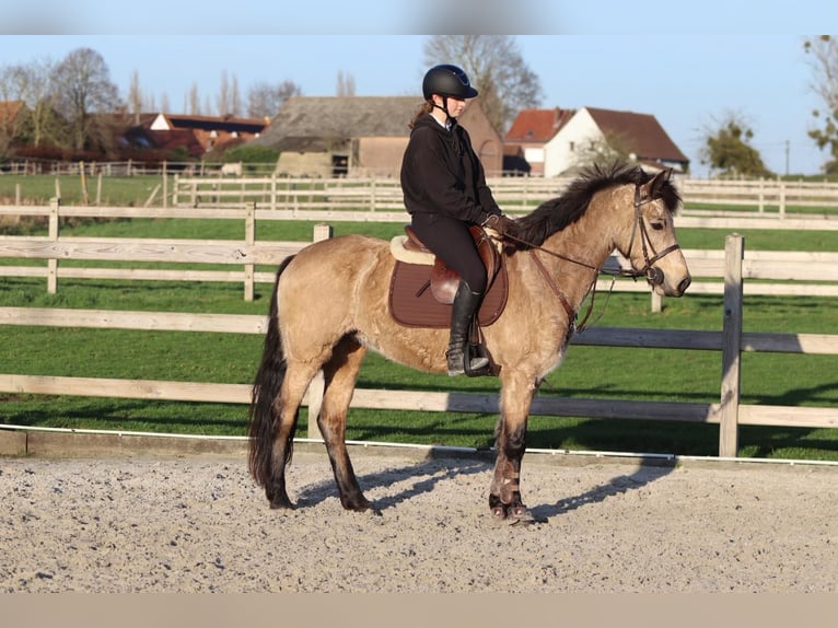 Connemara Mare 6 years 14,3 hh Dun in Bogaarden