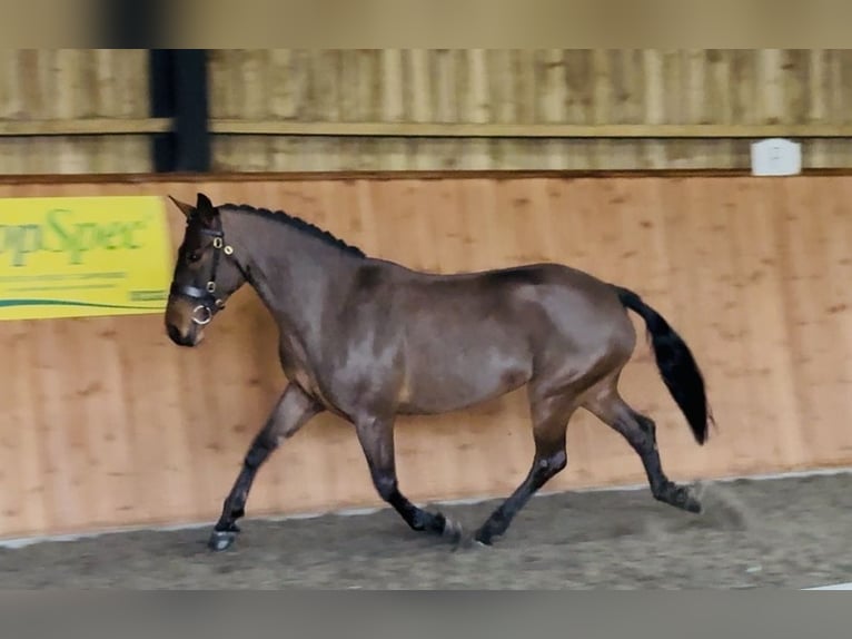 Connemara Mare 6 years 15.1 hh Bay in Essex