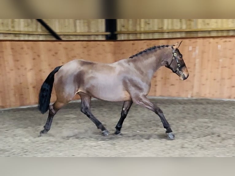 Connemara Mare 6 years 15.1 hh Bay in Essex