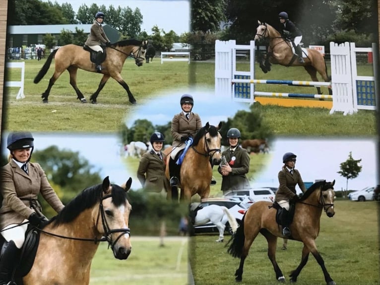 Connemara Mare 6 years 15,1 hh Dun in Mountrath