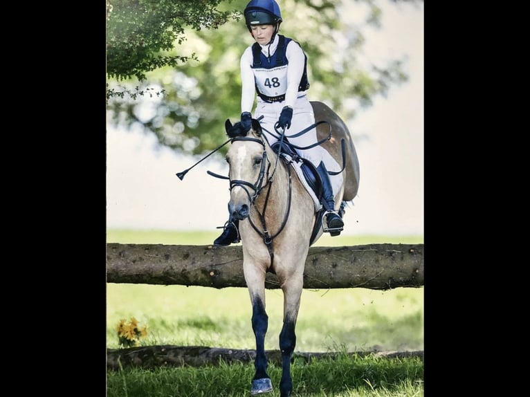 Connemara Mare 6 years 15,1 hh Dun in Mountrath