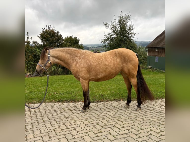 Connemara Mare 6 years 15,1 hh Dun in Gefrees