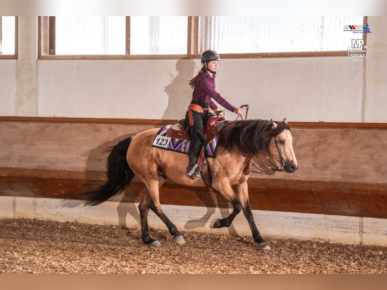 Connemara Mare 6 years 15,1 hh Dun in Gefrees