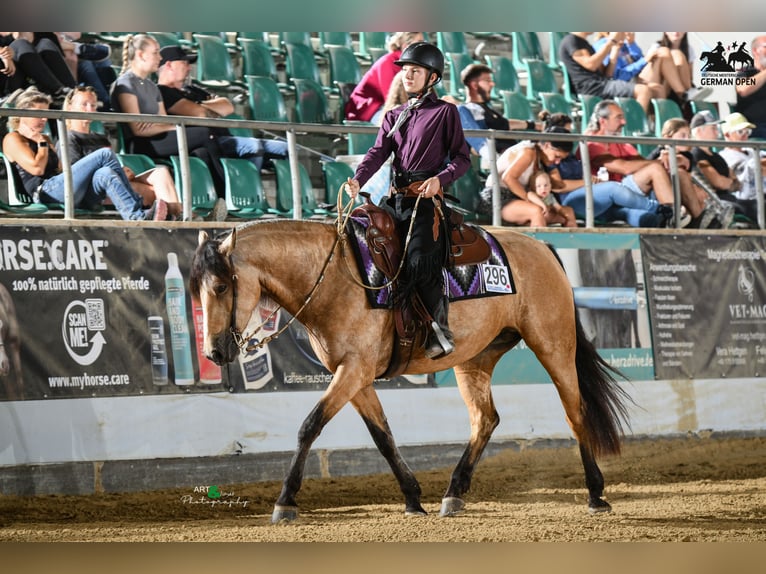 Connemara Mare 6 years 15,1 hh Dun in Gefrees