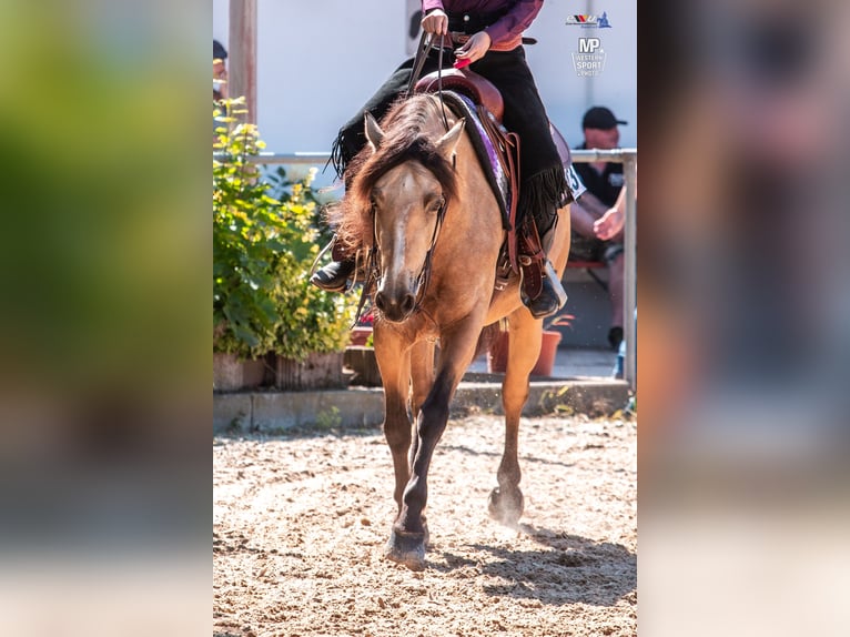 Connemara Mare 6 years 15,1 hh Dun in Gefrees