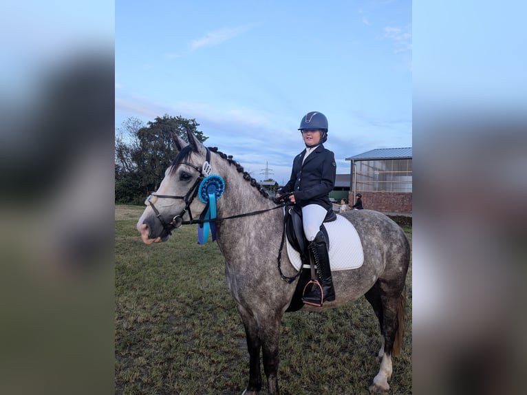 Connemara Mare 6 years 15.1 hh Grey-Dapple in Berne