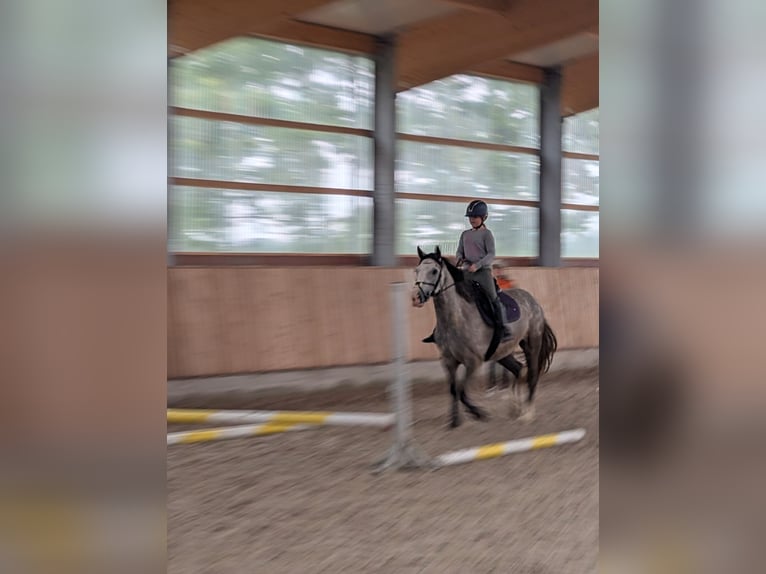 Connemara Mare 6 years 15.1 hh Grey-Dapple in Berne