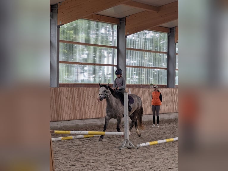 Connemara Mare 6 years 15.1 hh Grey-Dapple in Berne