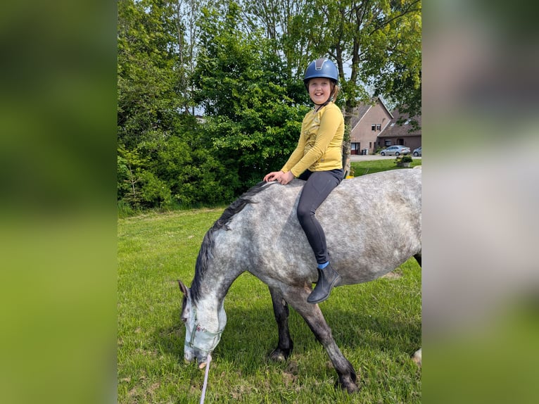 Connemara Mare 6 years 15.1 hh Grey-Dapple in Berne
