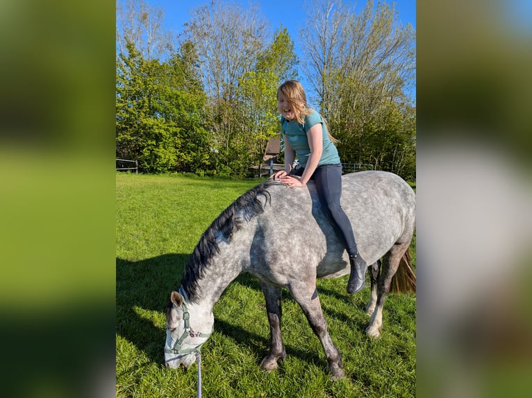 Connemara Mare 6 years 15.1 hh Grey-Dapple in Berne