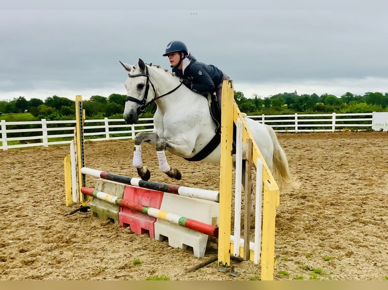 Connemara Mare 6 years 15,1 hh Gray in Mountrath