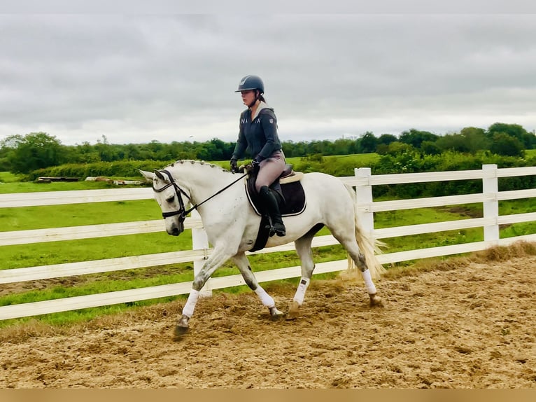 Connemara Mare 6 years 15,1 hh Gray in Mountrath