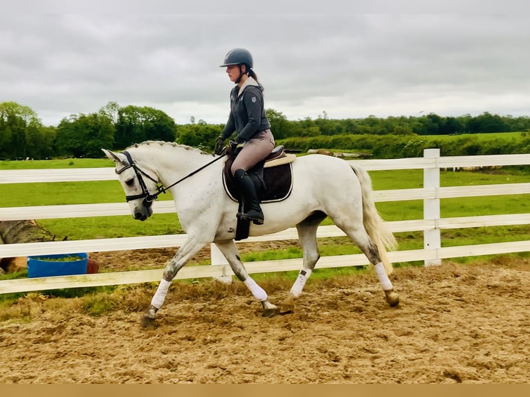 Connemara Mare 6 years 15,1 hh Gray in Mountrath
