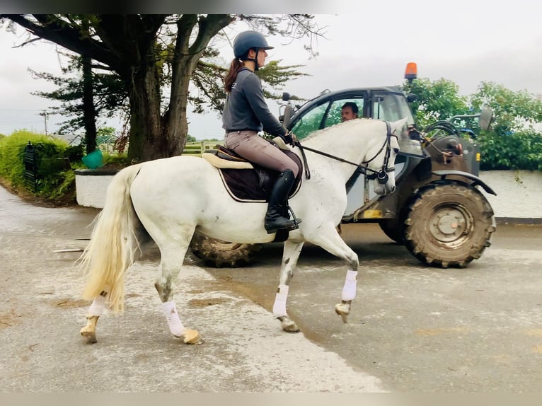 Connemara Mare 6 years 15,1 hh Gray in Mountrath