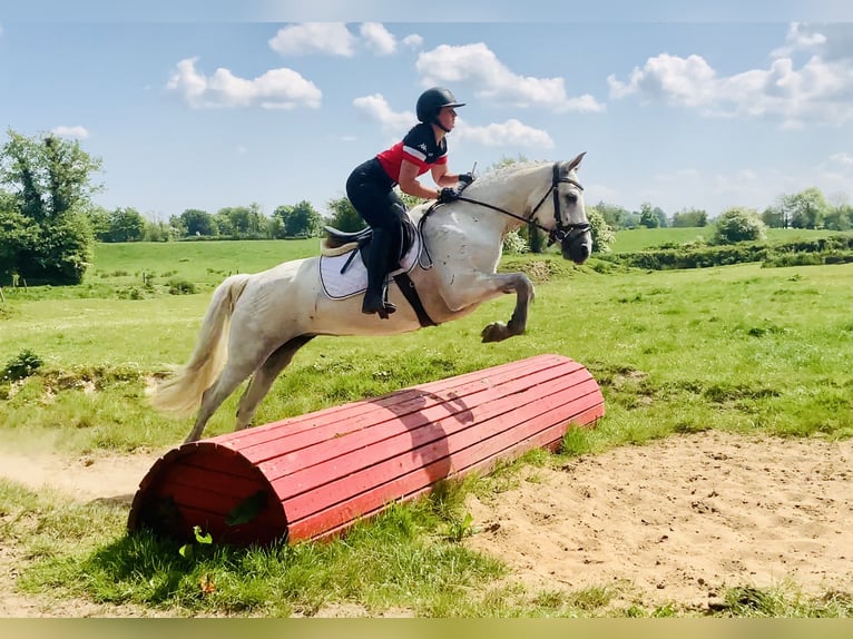 Connemara Mare 6 years 15,1 hh Gray in Mountrath