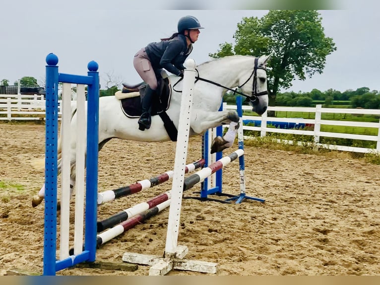 Connemara Mare 6 years 15,1 hh Gray in Mountrath