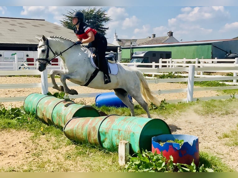 Connemara Mare 6 years 15,1 hh Gray in Mountrath