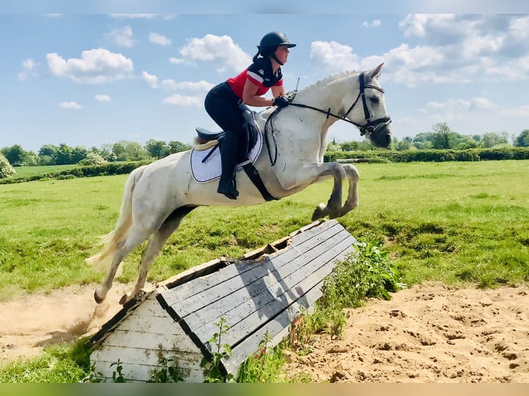 Connemara Mare 6 years 15,1 hh Gray in Mountrath