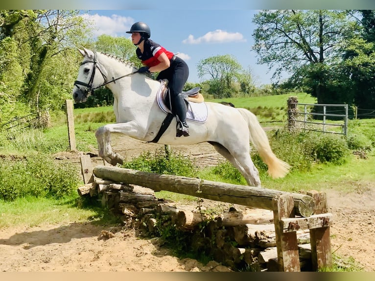 Connemara Mare 6 years 15,1 hh Gray in Mountrath