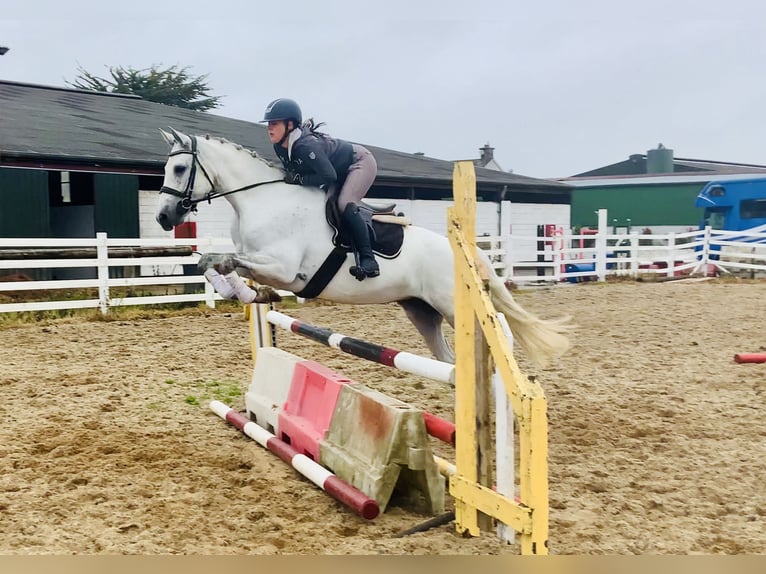 Connemara Mare 6 years 15,1 hh Gray in Mountrath