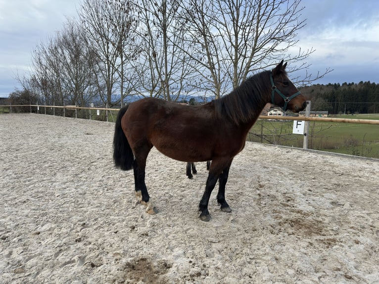 Connemara Mare 7 years 13,2 hh Brown in Bangerten