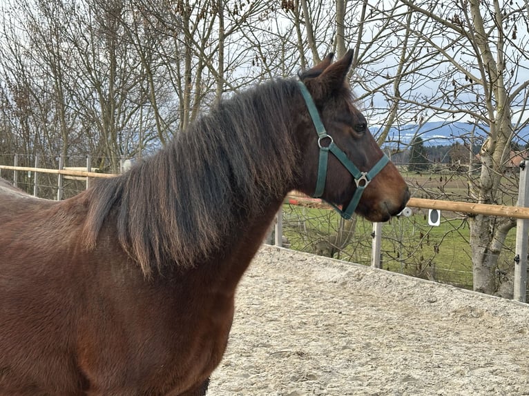 Connemara Mare 7 years 13,2 hh Brown in Bangerten