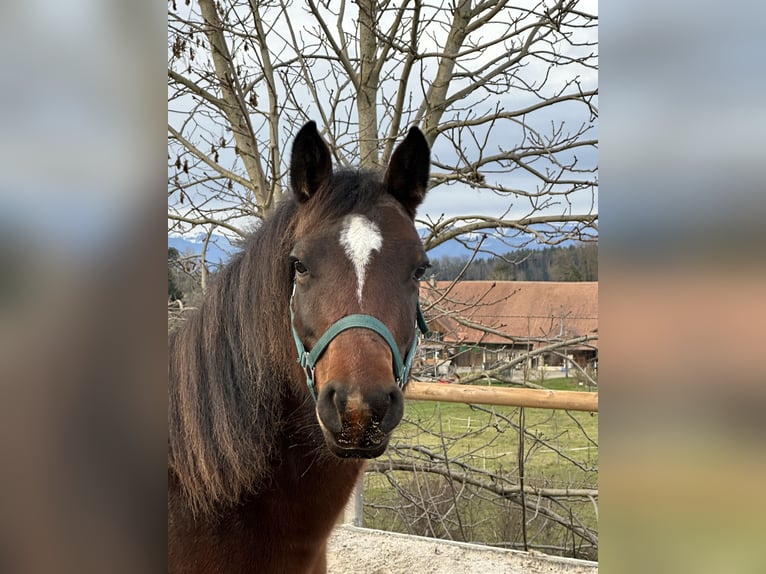 Connemara Mare 7 years 13,2 hh Brown in Bangerten